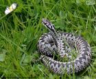 Bayağı engerek bir zehirli yılan türüdür